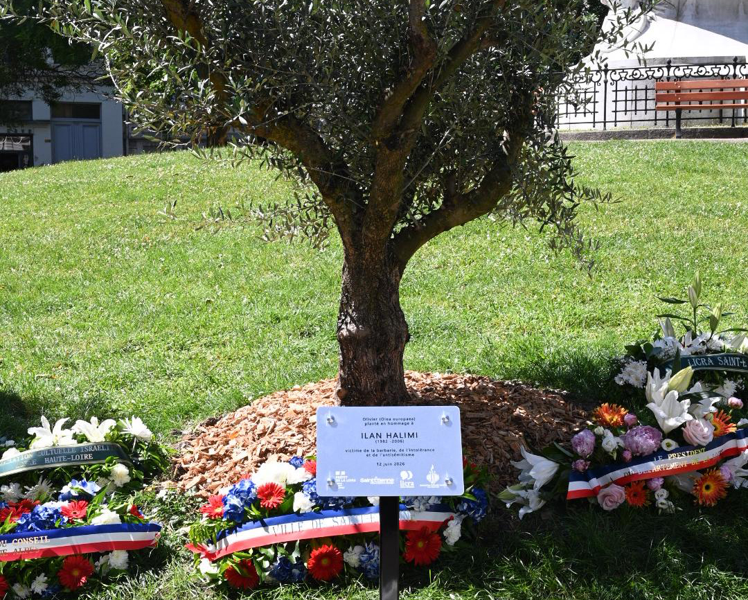 Une plaque souvenir d'un olivier 