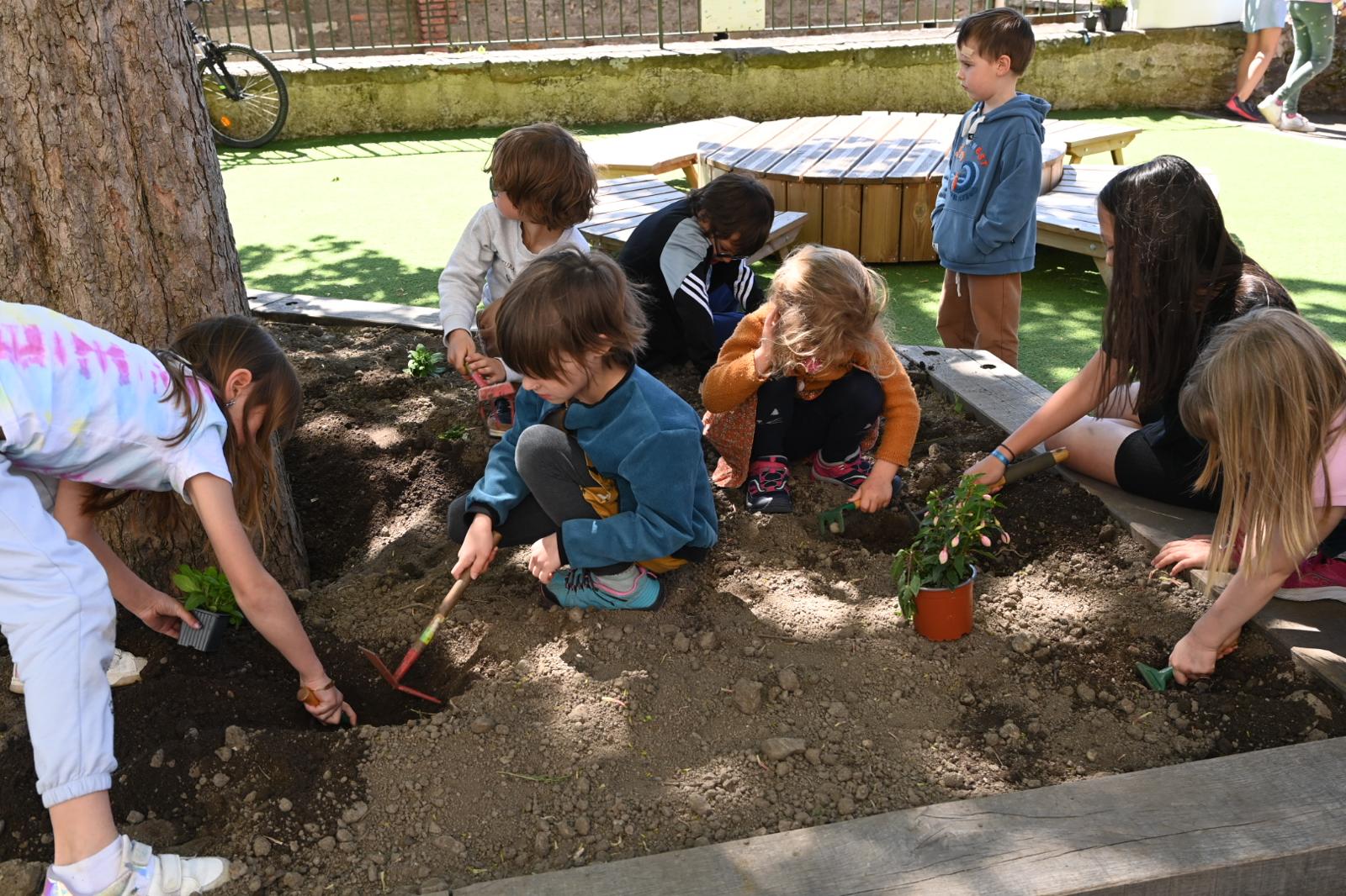 Plantation dans la cour de l'école de Rochetaillée par les élèves