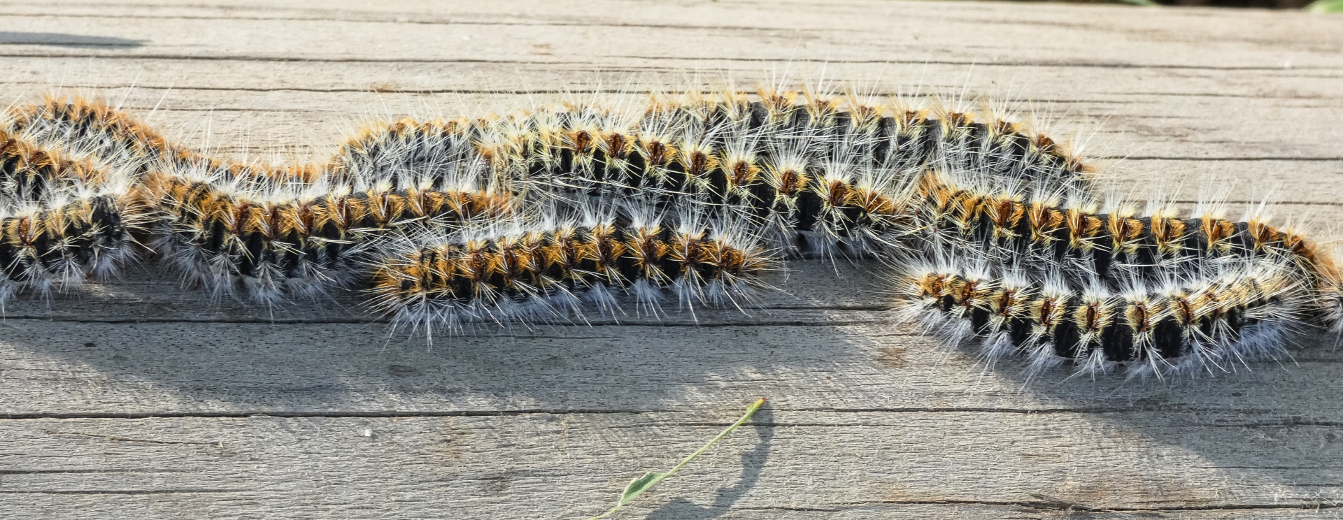 chenilles processionnaires