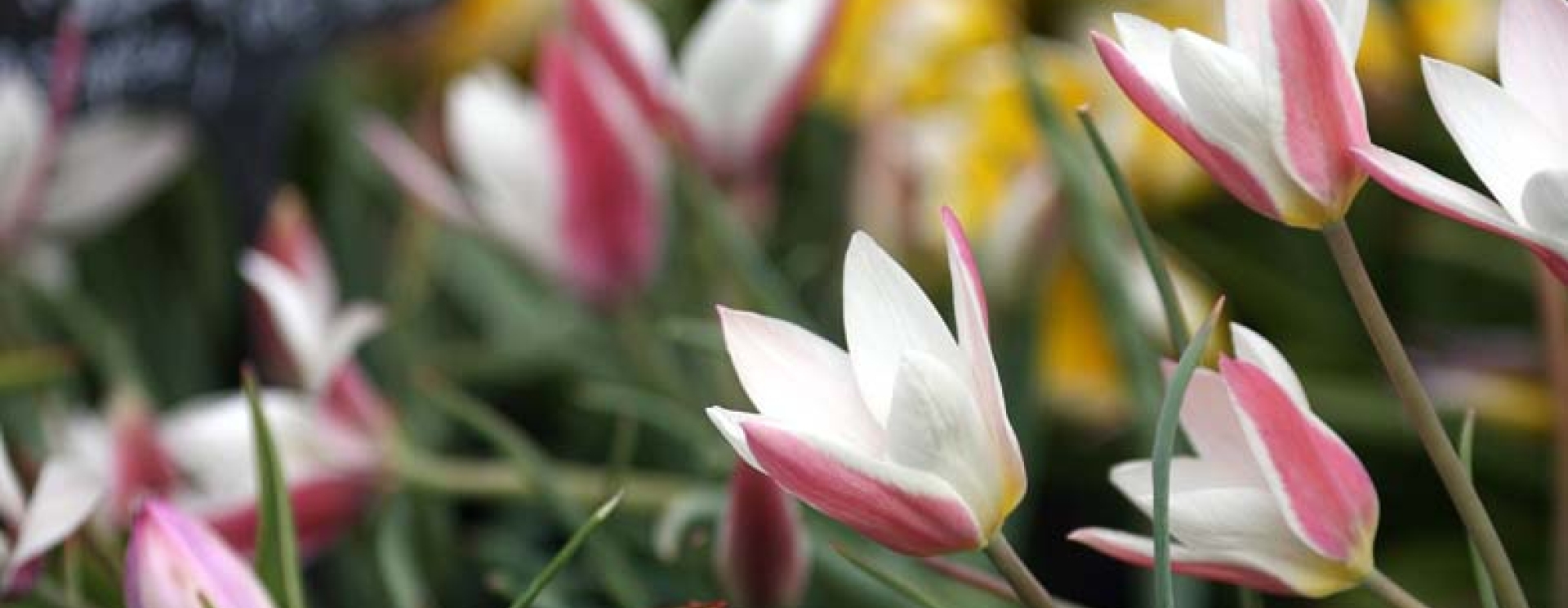 Fête des plantes Saint-Étienne - Plantes et fleurs