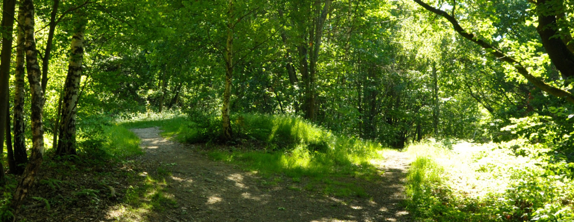 forêt avec un chemin