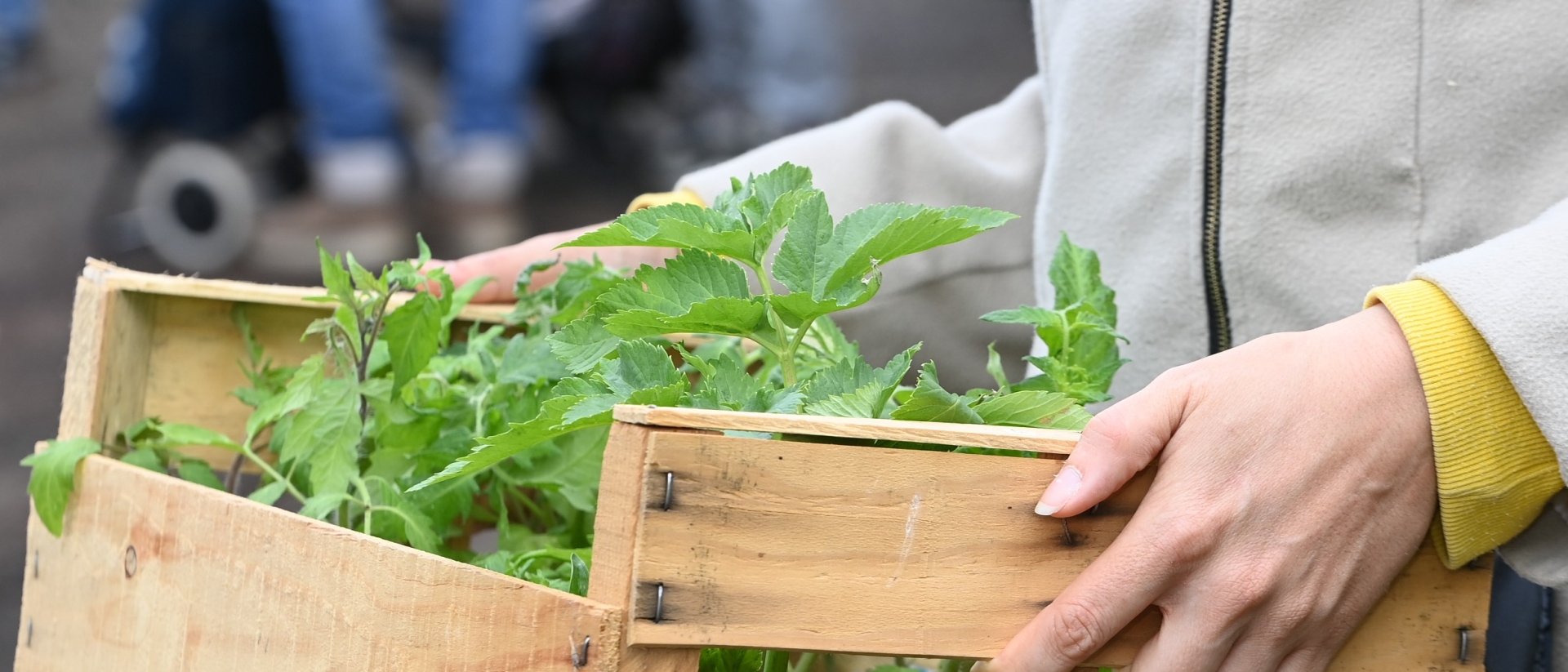 Agrandir l'image, fenêtre modale