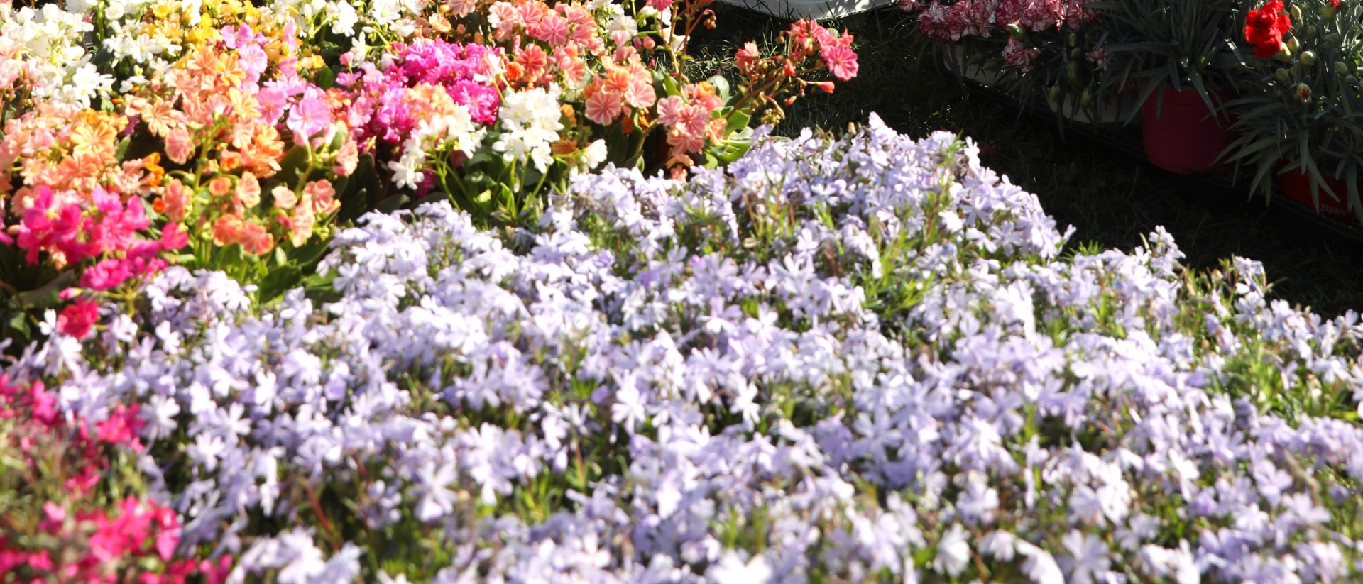 L'espace fleurs - Agrandir l'image, fenêtre modale