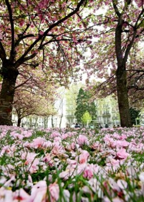 Agrandir l'image, fenêtre modale