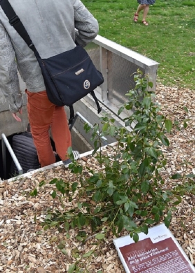 Agrandir l'image, fenêtre modale