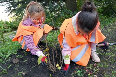 plantation d'arbres à la Cotonne