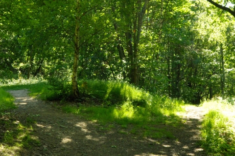 forêt avec un chemin