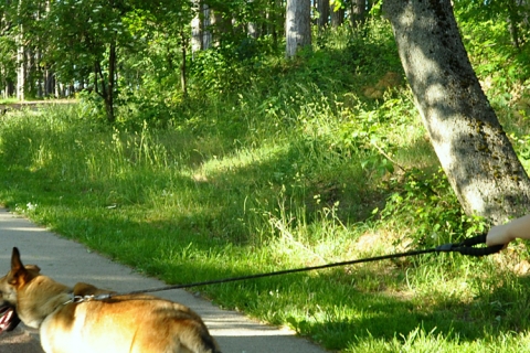 jeune femme promenant son chien dans un parc arboré